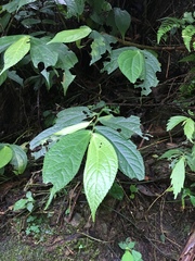 Elatostema platyphyllum