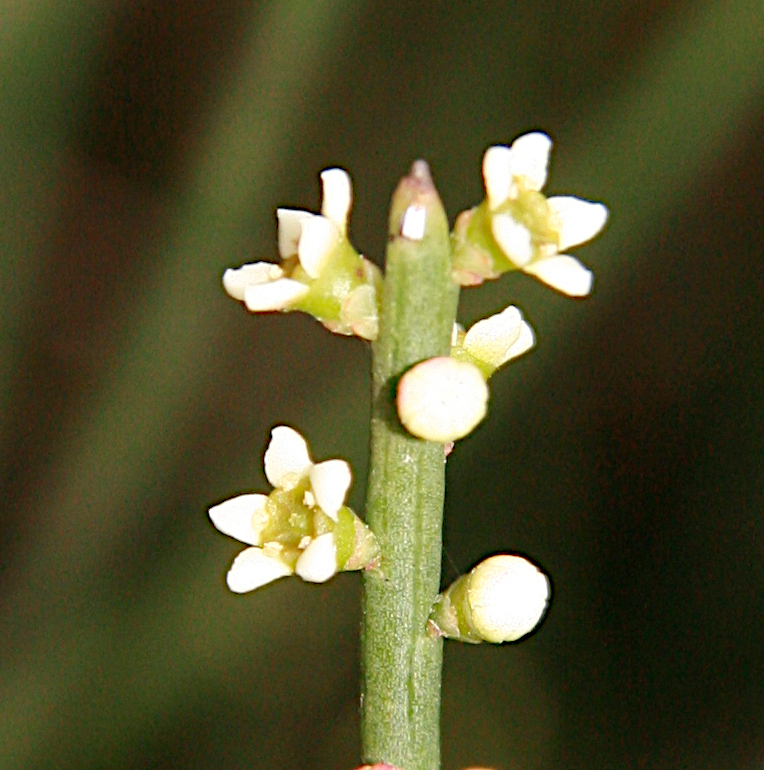 Choretrum pauciflorum