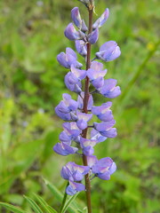 Lupinus caudatus