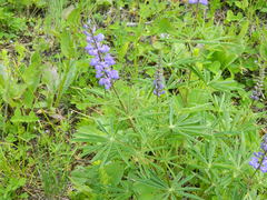 Lupinus caudatus