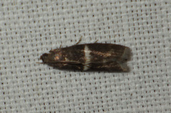 Elegia similella