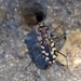 Cicindela carthagena - Photo (c) Steven Mlodinow, some rights reserved (CC BY-NC), uploaded by Steven Mlodinow