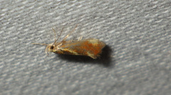 Metalampra
