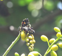 Senna viarum