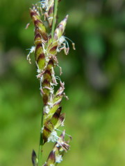 Melica spectabilis