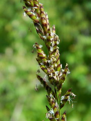 Melica spectabilis