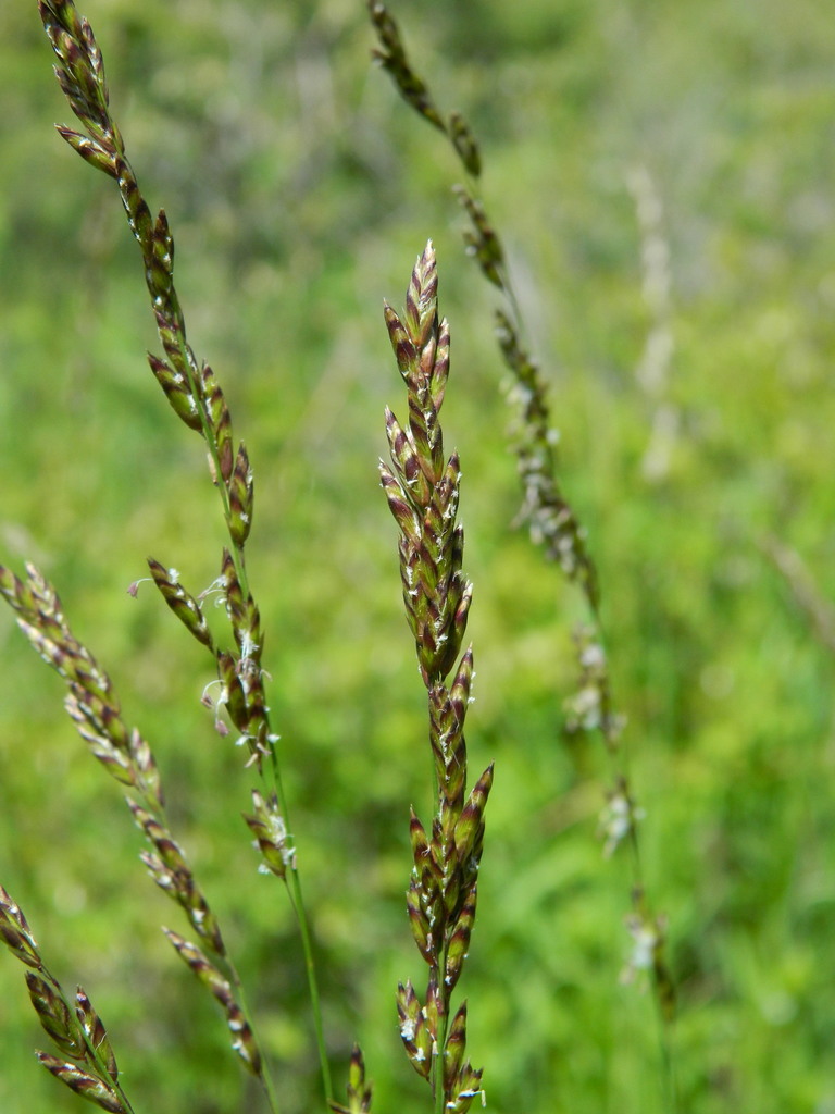 purple onion grass