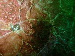 Lithothamnion glaciale