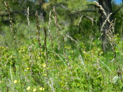 Melica spectabilis