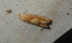 Eucosma conterminana