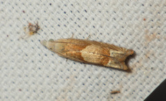 Eucosma conterminana