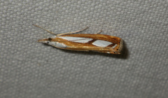 Catoptria