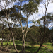Eucalyptus porosa - Photo (c) Renae Williams, μερικά δικαιώματα διατηρούνται (CC BY-NC-ND), uploaded by Renae Williams