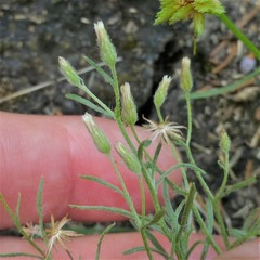 Erigeron divaricatus