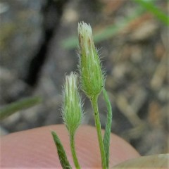 Erigeron divaricatus