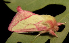 Hyparpax aurora