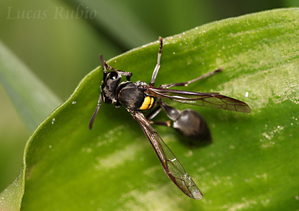 Camoati Wasp