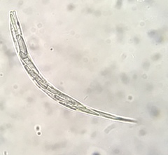Lepocinclis cyclidiopsis