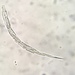 Lepocinclis cyclidiopsis - Photo (c) Karolina Fucikova, some rights reserved (CC BY-NC), uploaded by Karolina Fucikova