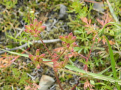 Lomatium cous