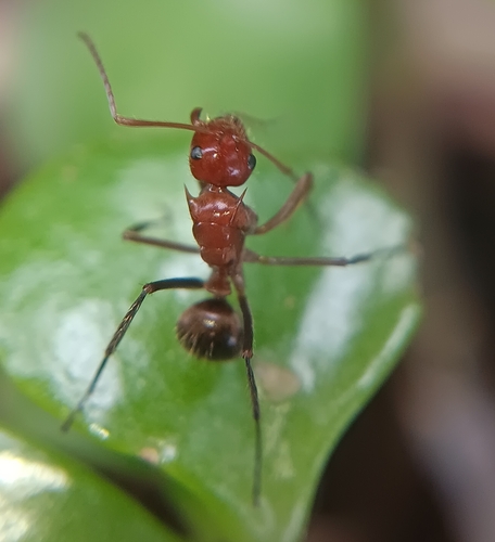 Camponotus castanicolaCamponotus castanicola