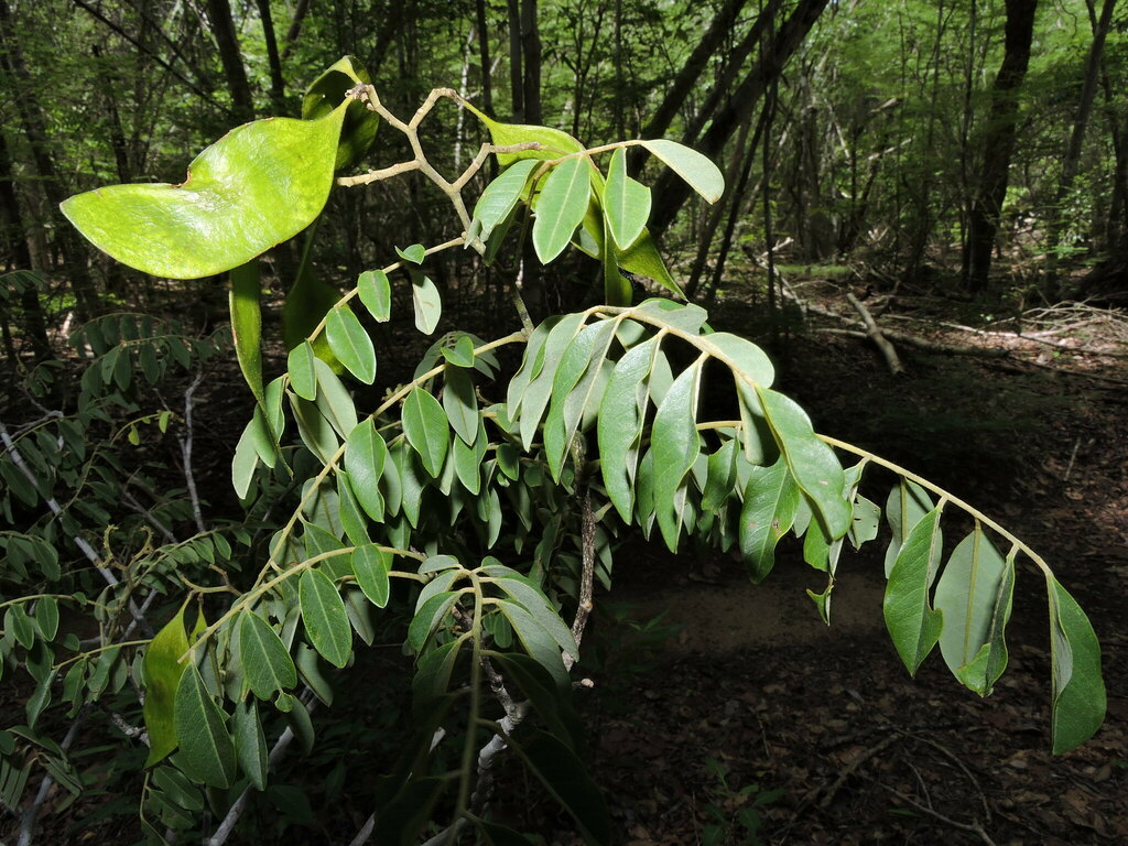 Dalbergia rakotovaoi