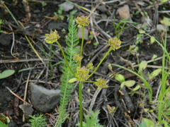 Lomatium cous