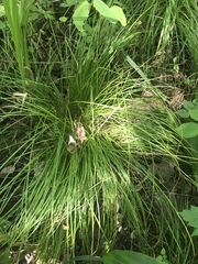 Carex bromoides