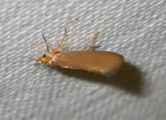 Crassa unitella