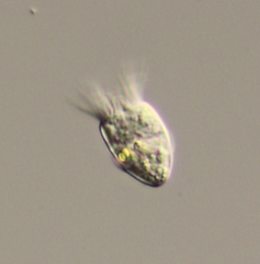 Strombidium