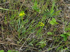 Lomatium ambiguum
