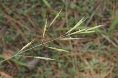 Bromus orcuttianus