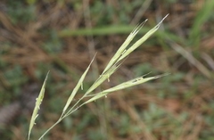 Bromus orcuttianus