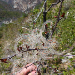 Cercocarpus betuloides betuloides