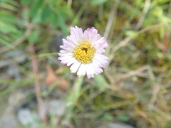 Erigeron glabellus pubescens
