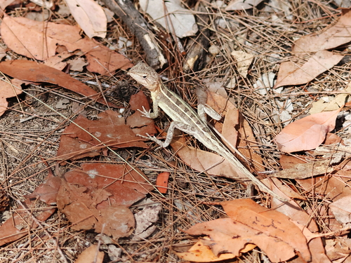 Eastern two-line Dragon, Diporiphora australis