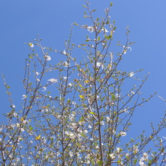 Cercocarpus betuloides betuloides