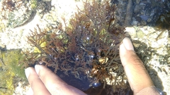 Gracilaria