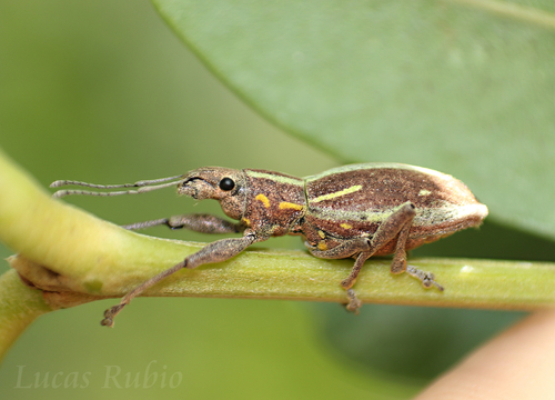 South American Fruit Tree Weevil photo 3