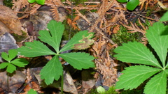 Phytomyza saniculae
