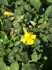 Erythranthe michiganensis