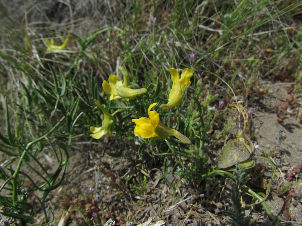 Tropaeolum porifolium (Tropaeolum porifolium)