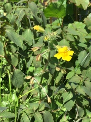 Erythranthe michiganensis