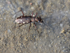 Microthylax sinaloae