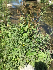 Erythranthe michiganensis