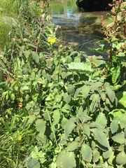 Erythranthe michiganensis