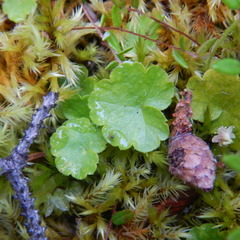 Vaccinium microcarpum