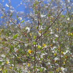 Cercocarpus betuloides betuloides