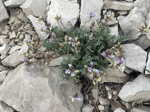 Astragalus limnocharis var. tabulaeus