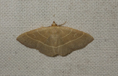 Trisateles emortualis